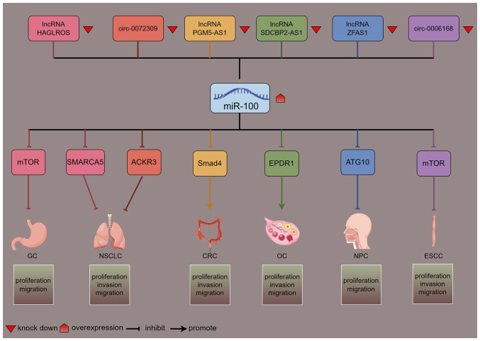 Role and potential mechanisms of miR‑100 in different diseases (Review).