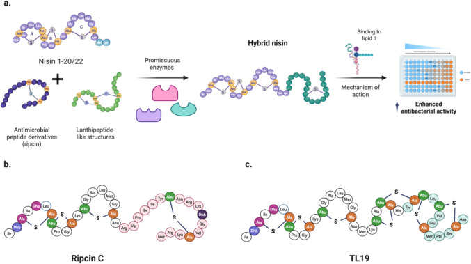 Promiscuity of lanthipeptide enzymes: new challenges and applications.