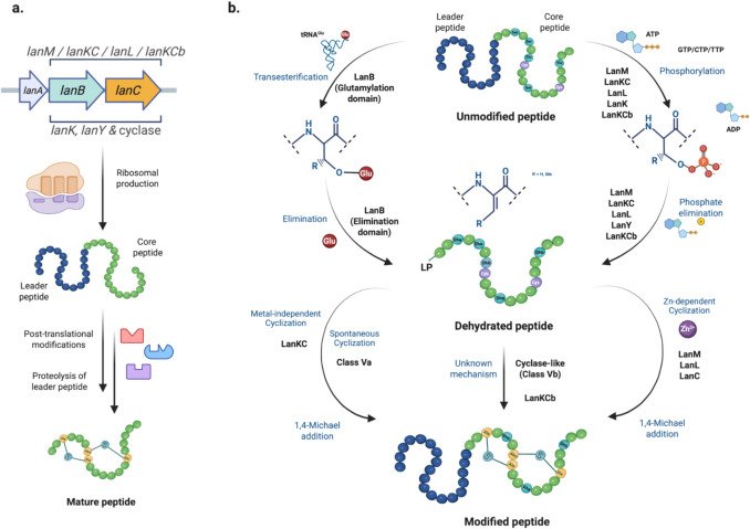 Promiscuity of lanthipeptide enzymes: new challenges and applications.