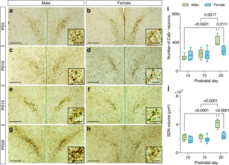 Emergence of the sex difference in calbindin D-28K neurons and the role of calbindin D-28K in clustering neurons of the preoptic area in mice.
