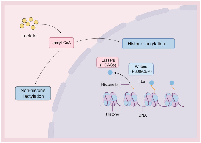Lactate and lactylation in the kidneys: Current advances and prospects (Review).