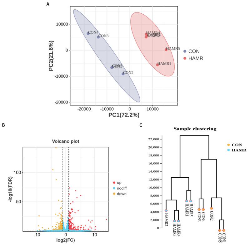 Molecular regulatory mechanisms of dietary supplementation with Allium mongolicum Regel powder to improve muscle development and meat quality in Angus calves.