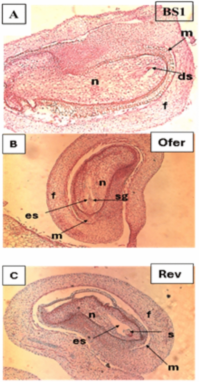 Gibberellin-induced parthenocarpy in fruits of a prickly pear mutant.