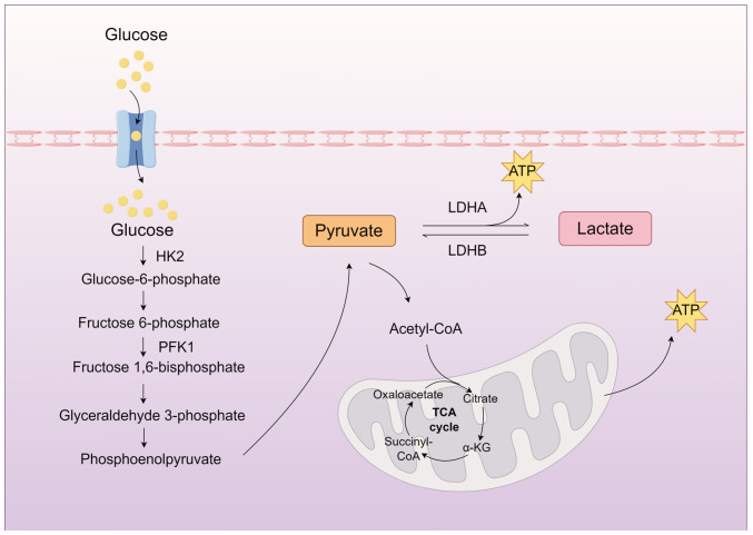 Lactate and lactylation in the kidneys: Current advances and prospects (Review).