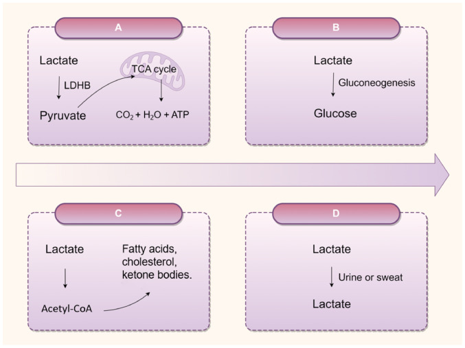 Lactate and lactylation in the kidneys: Current advances and prospects (Review).