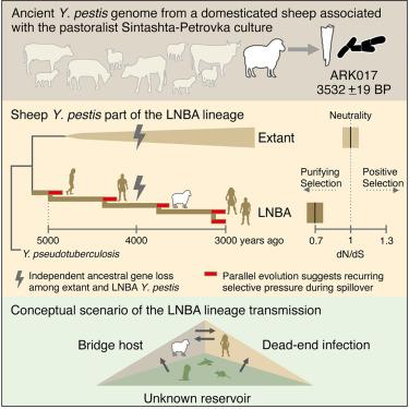 Bronze Age Yersinia pestis genome from sheep sheds light on hosts and evolution of a prehistoric plague lineage