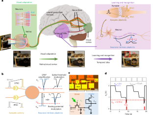 A biologically inspired artificial neuron with intrinsic plasticity based on monolayer molybdenum disulfide