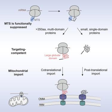 Principles of cotranslational mitochondrial protein import