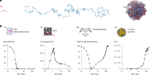 Compact polyethylenimine-complexed mRNA vaccines