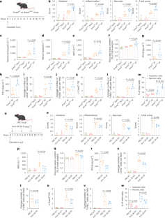 Annexin A1 mRNA-loaded liposomes alleviate acute pancreatitis by suppressing STING pathway and promoting efferocytosis in macrophages