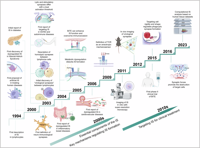 Immunological synapse: structures, molecular mechanisms and therapeutic implications in disease