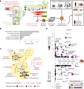 Cross-species analysis of adult hippocampal neurogenesis reveals human-specific gene expression but convergent biological processes