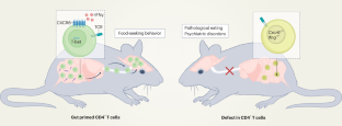 T cells fast-track gut signals to the brain