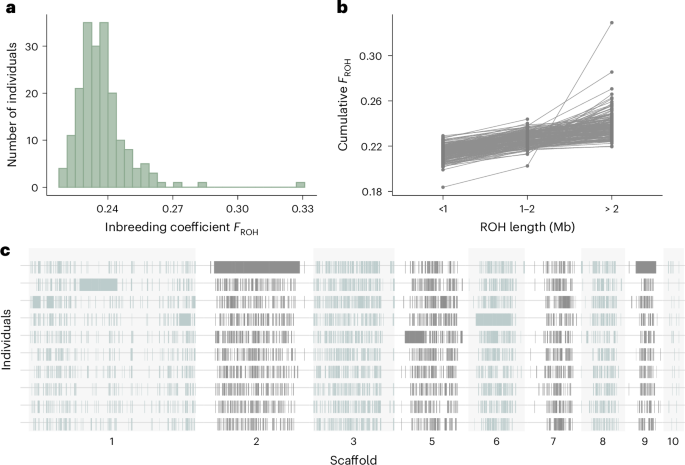 Predicted deleterious mutations reveal the genetic architecture of male reproductive success in a lekking bird