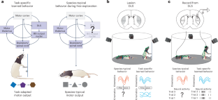 Differential kinematic coding in sensorimotor striatum across behavioral domains reflects different contributions to movement