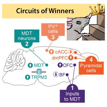 Molecular and neural control of social hierarchy by a forebrain-thalamocortical circuit