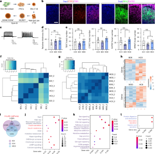 A pancreas–hippocampus feedback mechanism regulates circadian changes in depression-related behaviors