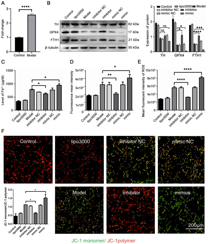 [Corrigendum] miR‑335 promotes ferroptosis by targeting ferritin heavy chain 1 in in vivo and in vitro models of Parkinson's disease.
