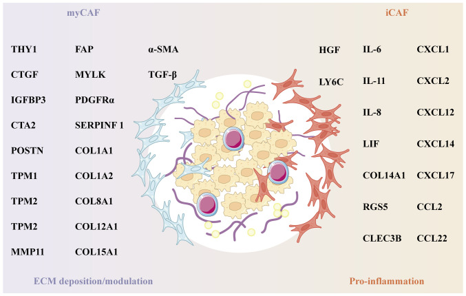Role of exosomal non‑coding RNAs in cancer‑associated fibroblast‑mediated therapy resistance (Review).