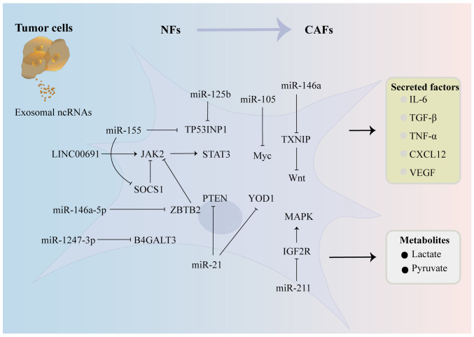 Role of exosomal non‑coding RNAs in cancer‑associated fibroblast‑mediated therapy resistance (Review).
