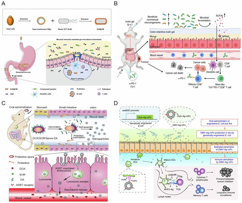 Modulation of oral vaccine efficacy by the gut microbiota.