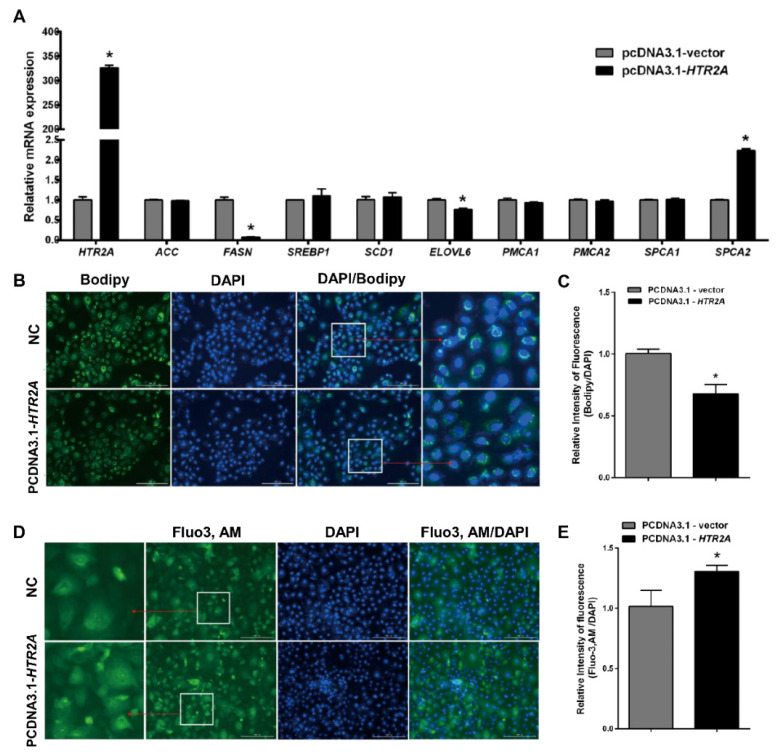 Serotonin promotes calcium accumulation and inhibits lipid accumulation in cultured goat mammary epithelial cells through HTR2A.