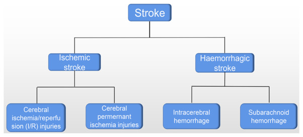 Research status and future perspectives of IL‑27 in the treatment of stroke (Review).