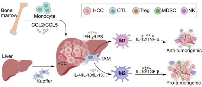 Targeting tumor-associated macrophages to overcome immune checkpoint inhibitor resistance in hepatocellular carcinoma.