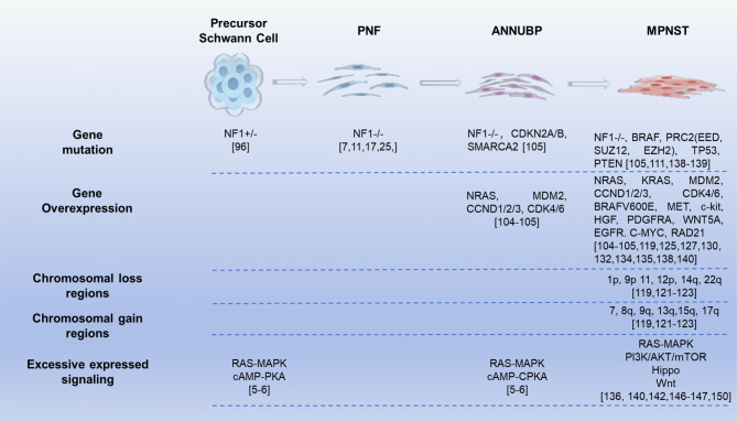 From benign neurofibromas to malignant peripheral nerve sheath tumors (MPNST): a gaming among multiple factors.