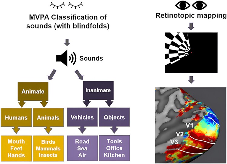 Decoding semantic sound categories in early visual cortex.