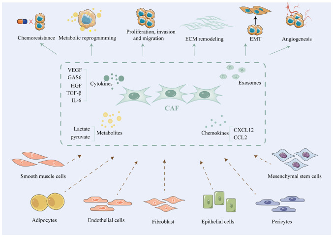 Role of exosomal non‑coding RNAs in cancer‑associated fibroblast‑mediated therapy resistance (Review).