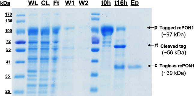 Novel Self-Cleaving Affinity Purification Method for Cellular Membrane-Associated Recombinant Paraoxonase-1 (rePON1) Enzyme