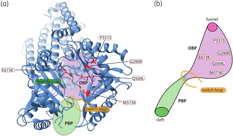 <i>In vivo</i> evolution of ceftazidime-avibactam resistance in <i>bla</i> <sub>OXA-244</sub>-positive <i>E. coli</i> potentially linked to PBP3 insertion and mutations in <i>acrB</i> and PBP2.