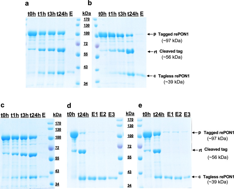 Novel Self-Cleaving Affinity Purification Method for Cellular Membrane-Associated Recombinant Paraoxonase-1 (rePON1) Enzyme