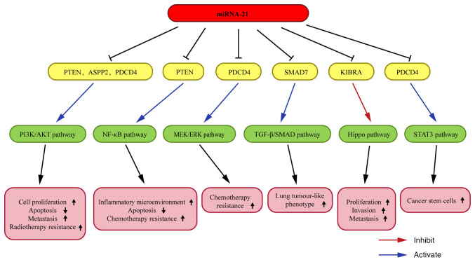 MicroRNA‑21: A potential therapeutic target in lung cancer (Review).