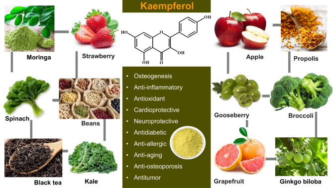 Enhancing bone regeneration using kaempferol as an osteoprotective compound: signaling mechanisms, delivery strategies, and potential applications.