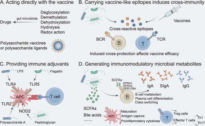 Modulation of oral vaccine efficacy by the gut microbiota.