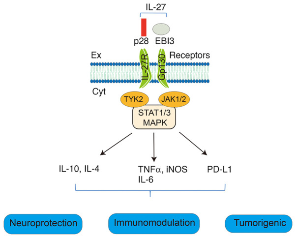 Research status and future perspectives of IL‑27 in the treatment of stroke (Review).