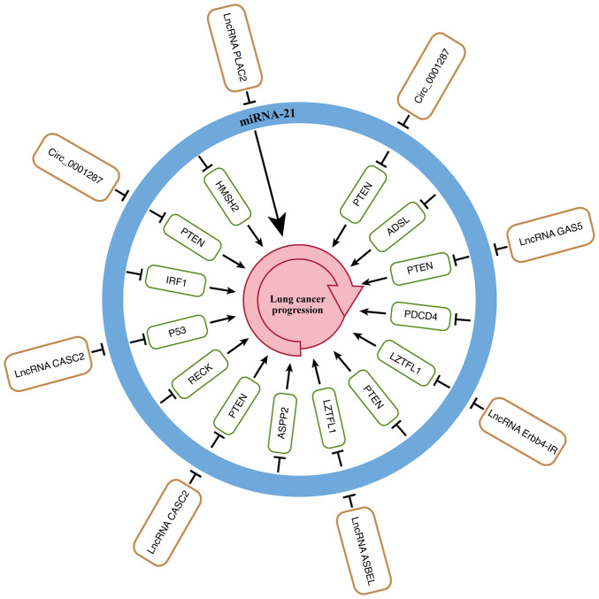 MicroRNA‑21: A potential therapeutic target in lung cancer (Review).