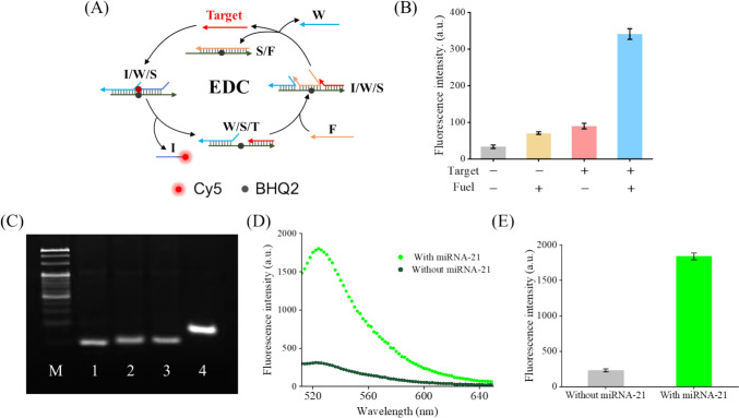 A dexterous fluorescence sensor for diversified-biomarker detection using cyclic EDC–CHA (EDCHA) system