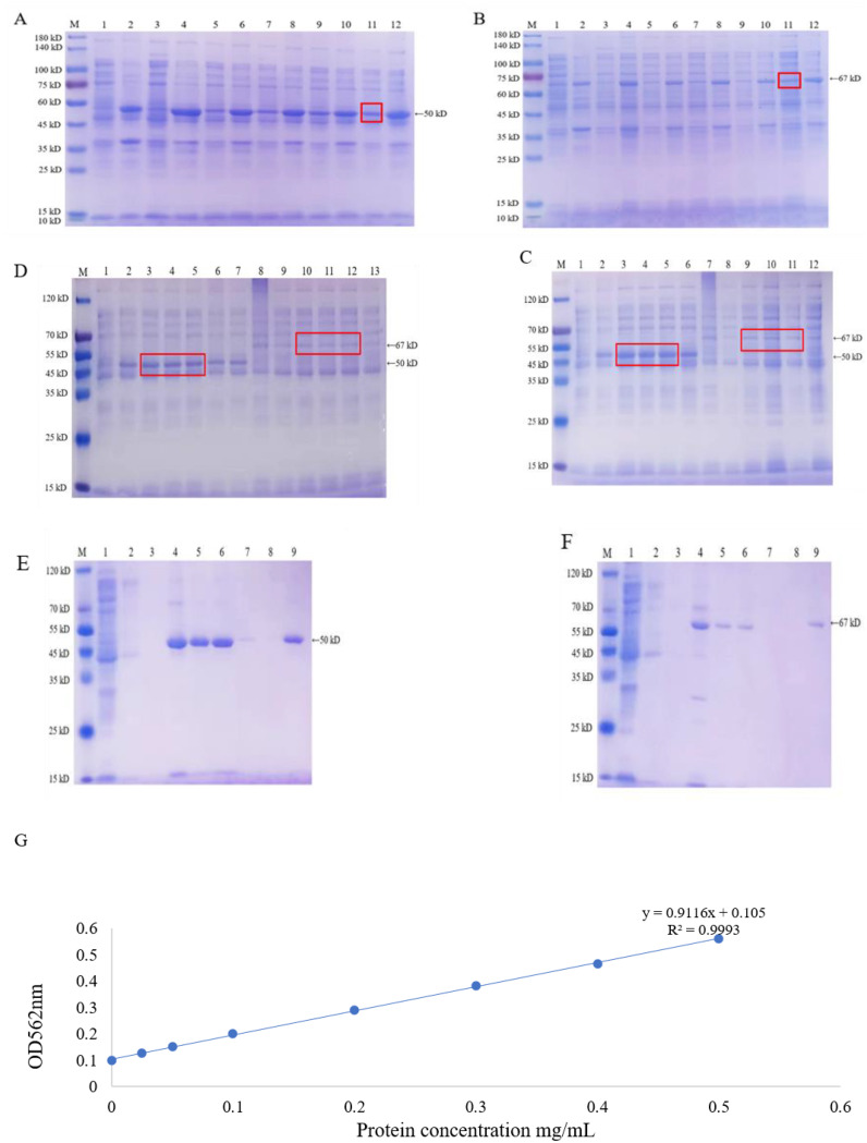 Preparation and immunogenicity studies of NvIBDV VP2-ferritin nanoparticles.