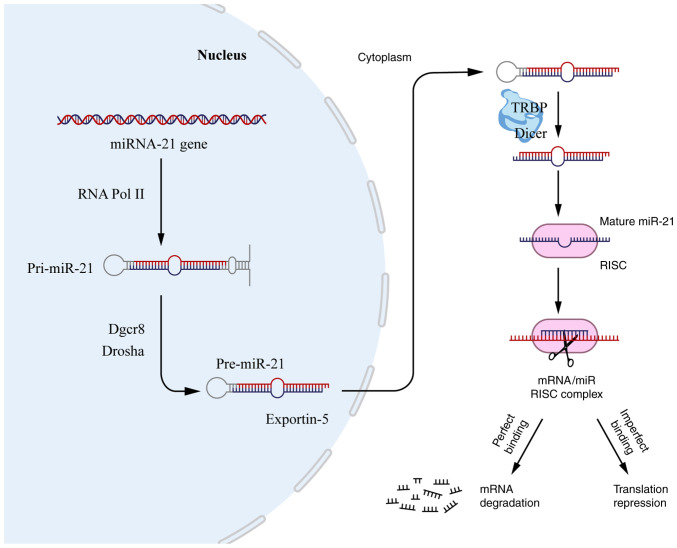 MicroRNA‑21: A potential therapeutic target in lung cancer (Review).