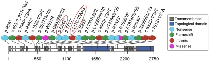 Functional Characterization of a Novel Intronic Variant in PIEZO2 in a Recessive Form of Distal Arthrogryposis With Impaired Proprioception and Touch (DAIPT).