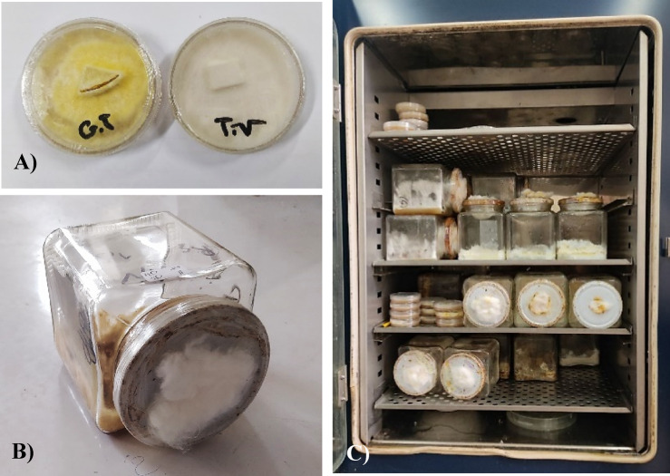 Silanes for conservation of archaeological woods using modeled birch wood: antifungal, physical-chemical and TGA studies.