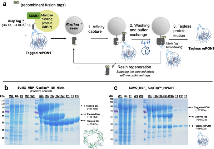 Novel Self-Cleaving Affinity Purification Method for Cellular Membrane-Associated Recombinant Paraoxonase-1 (rePON1) Enzyme