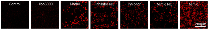 [Corrigendum] miR‑335 promotes ferroptosis by targeting ferritin heavy chain 1 in in vivo and in vitro models of Parkinson's disease.