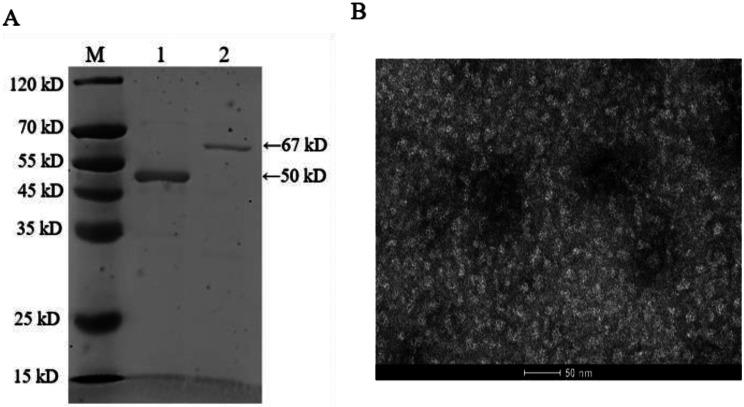 Preparation and immunogenicity studies of NvIBDV VP2-ferritin nanoparticles.