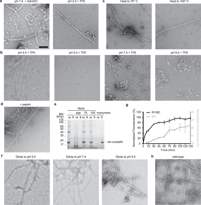 Cryo-EM structure of amyloid fibrils formed by full-length human αA-crystallin with pathogenic mutation R116C.