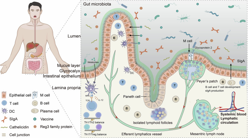 Modulation of oral vaccine efficacy by the gut microbiota.