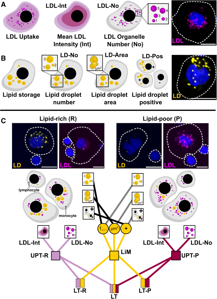 Linking Variability of Leukocyte Lipid Metabolism to Circulating Lipids, Lipoprotein Composition, and Cardiovascular Risk in the Finnish Adult Population.